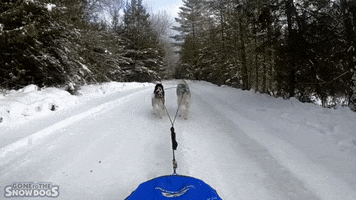 Siberian Husky Running GIF by Gone to the Snow Dogs