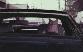 Video gif. From the hood of a car, we watch as an orange tabby cat drives, effortlessly outrunning a car that is chasing behind him.
