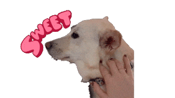 제아콘 Sticker