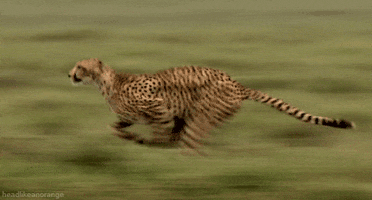big cat running GIF