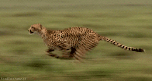big cat running GIF