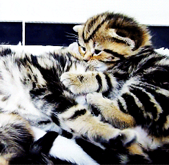 angry kitten
