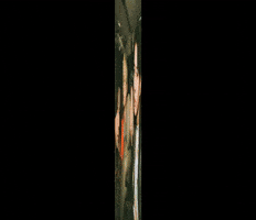 Numberi Frisco GIF