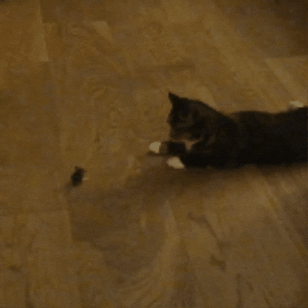 GIF by Zorgpien