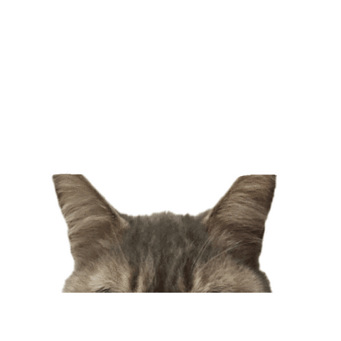 Sticker by Wüfkün Mascotas