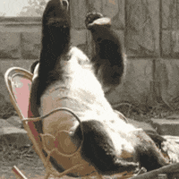 Sad-panda GIFs - Get the best GIF on GIPHY