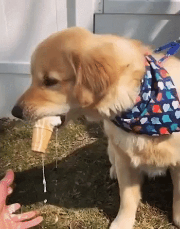 Ice Cream Dogs GIF by Storyful