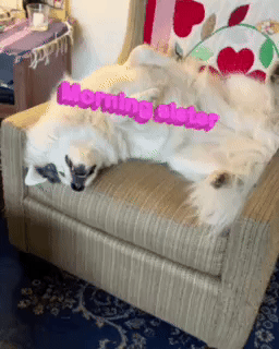 Dog GIF