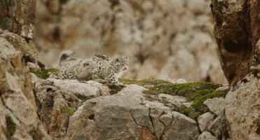 snow leopard monkey GIF by Disney
