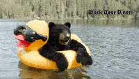 Cute-Bear Gifs - Get The Best Gif On Giphy