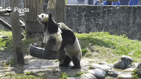 Panda Aww GIF by BFMTV - Find & Share on GIPHY