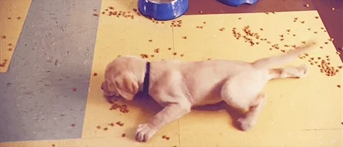 marley and me puppy GIF
