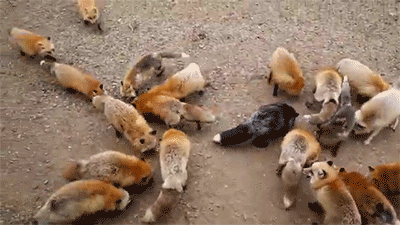 foxes