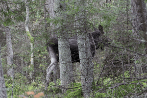 October GIF