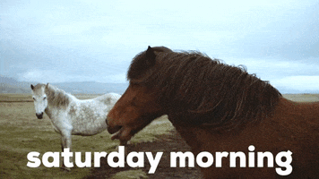 Saturday Morning GIF by Sealed With A GIF