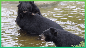 Moon Bear Wrestling GIF by Animals Asia