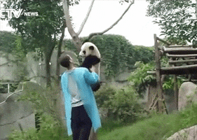 Animals Panda animated GIF