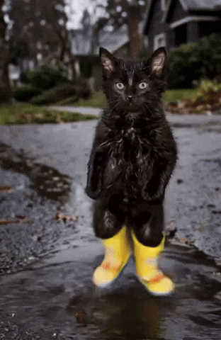 Black Cat Dancing GIF