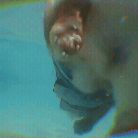 Corgi Swimming Dog GIF
