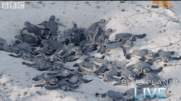 200.gif?cid=fc005b086ef4b30cec74589214a131c027b889b53322f2ff&rid=200.gif&ct=g