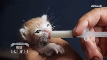cat drinking GIF by MOST EXPENSIVEST
