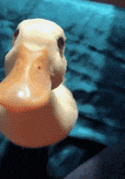 Duck Dancing GIFs - Find & Share on GIPHY