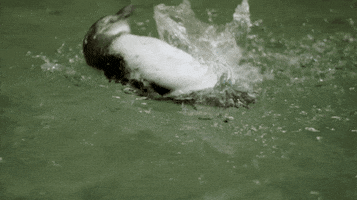 fun swimming GIF by San Diego Zoo