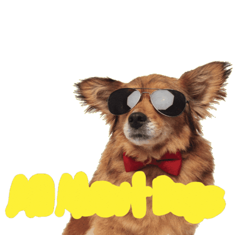 Cool Dog Sticker by allaboutdogsshow