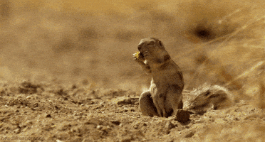 bbc africa squirrel GIF by Head Like an Orange
