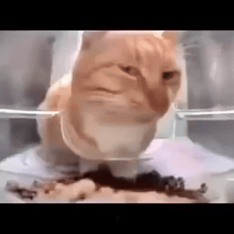Cat Meme Punjab GIF
