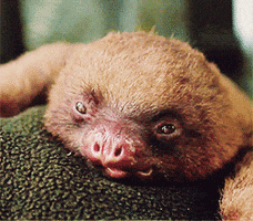 Tongue Sloth GIF