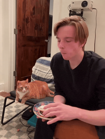 Sneak Attack Cat GIF