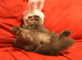 Video gif. Gray and tan cat sits back and slouches on a sofa with its feet up in the air. It wears a white bunny hat around its head and it doesn’t seem happy with it. The cat has an irritated expression on its face and wags its tail very fast.
