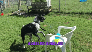 nehumanesociety dog excited dogs bubbles GIF