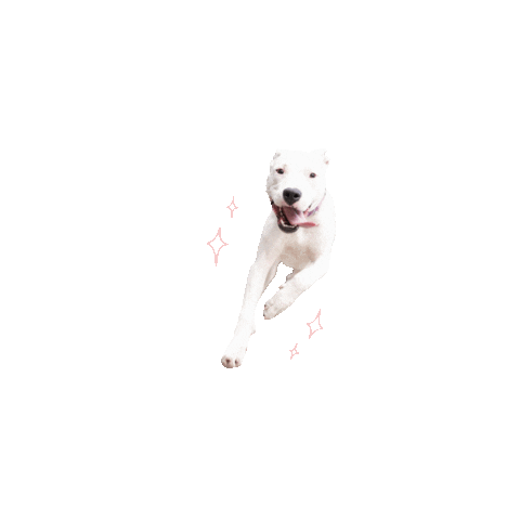 Walking Dog Training Sticker