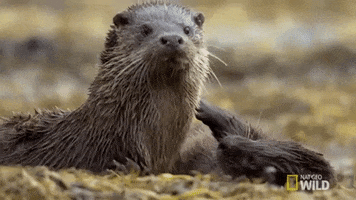 playing national geographic GIF by Nat Geo Wild