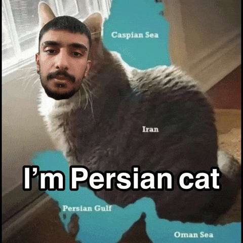 Persian Cat GIF