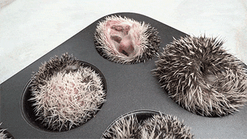 hedgehog muffins GIF