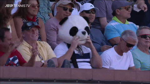 Panda-funny GIFs - Get the best GIF on GIPHY