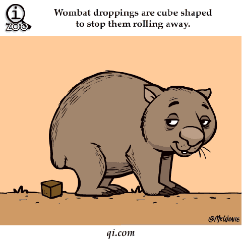 Digital art gif. A wombat is walking in the desert when the urge to poop comes over it. It pauses, squeezes real quick, and a cube shaped poop plops out. Text, "Wombat droppings are cube shaped to stop it from rolling away."