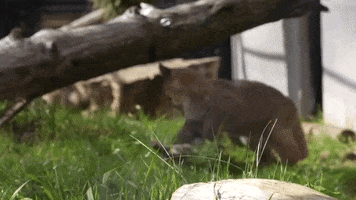 Mountain Lion Play GIF by Storyful