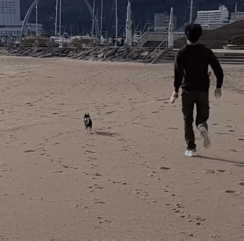 Dog Running GIF