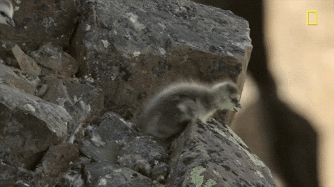 Hostile Planet: Mountains by National Geographic TV | GIPHY