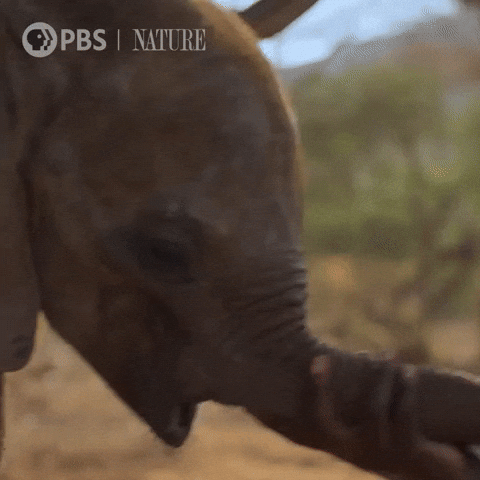 Explore Pbs Nature GIF by Nature on PBS