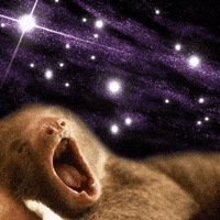 sloths in space wallpaper
