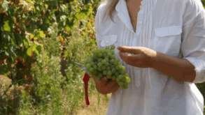 wine grapes GIF
