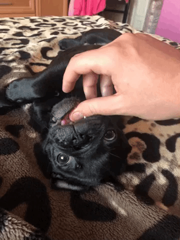 Pug GIF