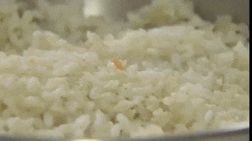 Comida Natural Para Ces GIF