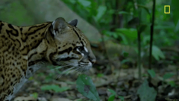 Big Cat Jungle GIF by National Geographic Channel
