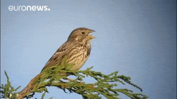 bird singing GIF by euronews